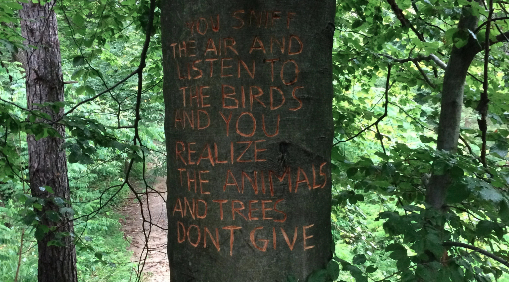 trees don't give, benjamin verdonck