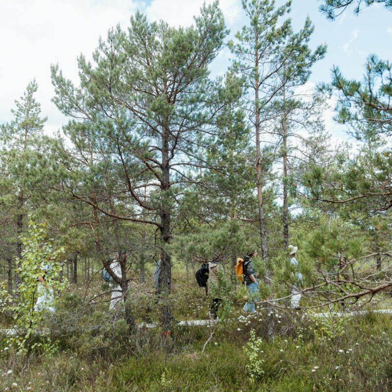 Forest School by New Theatre Institute of Latvia